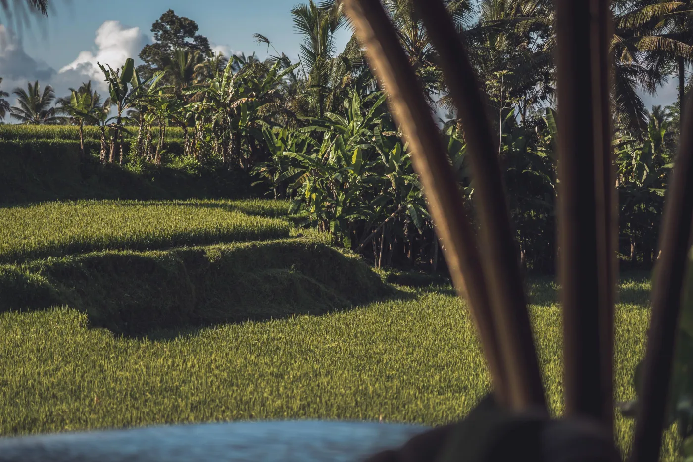 EQUIPOISE - Luxury Eco Bamboo Resort in Ubud Rice field View - photo 3.2