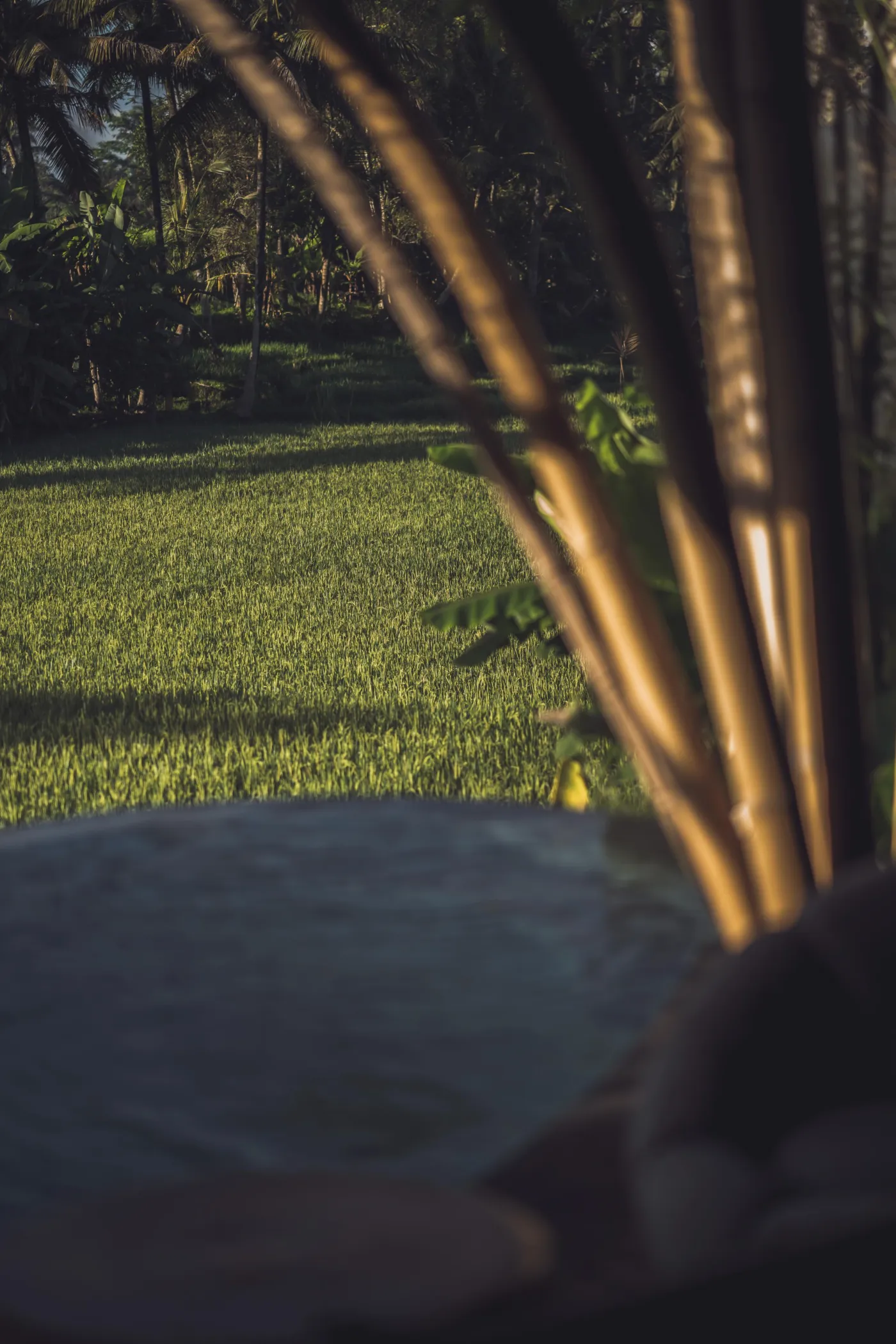 EQUIPOISE - Luxury Eco Bamboo Resort in Ubud Rice field View - photo 2.5